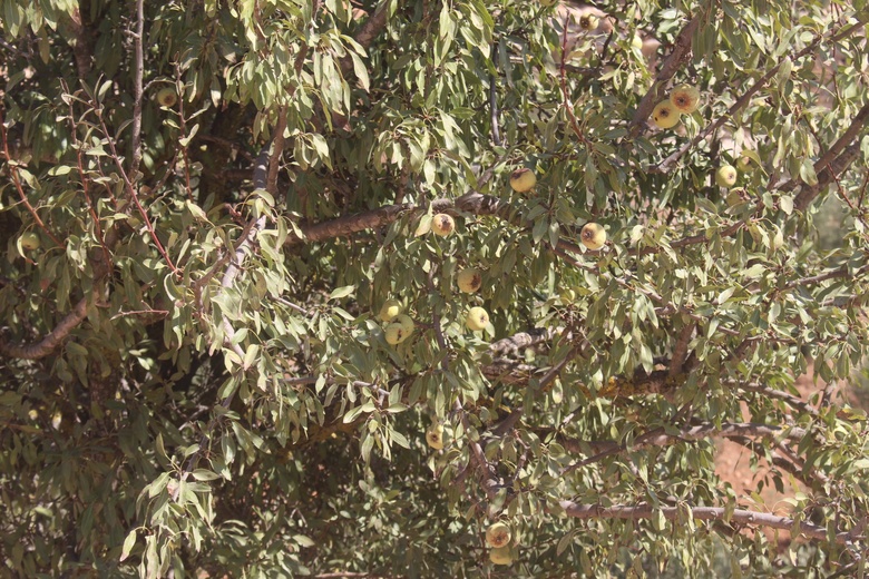 Fruits & Leaves, November. This photo is available under the Creative Commons CC-BY-NC 4.0.