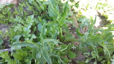 نسب المصنف - غير تجاري 4.0 دولي (CC BY-NC 4.0)- i naturalist.