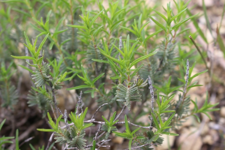 Leaves, March. This photo is available under the Creative Commons CC-BY-NC 4.0.