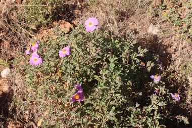 صورة عامة، شهر أيار. هذه الصورة مرخصة تحت المشاع الإبداعي نسب المصنف - غير تجاري 4.0