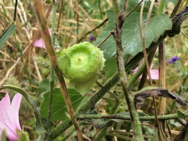 نسب المصنف - غير تجاري 4.0 دولي (CC BY-NC 4.0)- i naturalist.