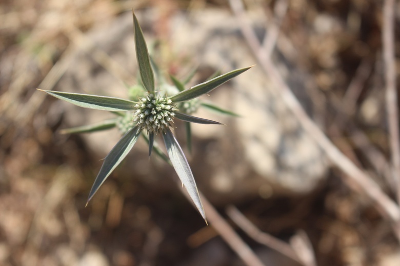 Flowers & Leaves, June. This photo is available under the Creative Commons CC-BY-NC 4.0 License.