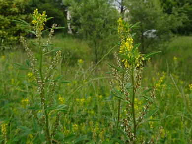 Via inaturalist. Licensed under Attribution-NonCommercial 4.0.International.