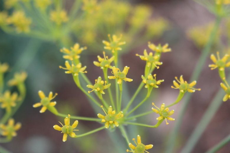 الأزهار، شهر نيسان. هذه الصورة مرخصة تحت المشاع الاٍبداعي نسب المصنف - غير تجاري 4.0