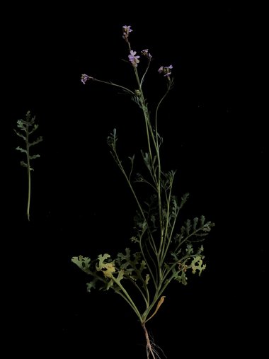 صورة عامة، شهر نيسان. هذه الصورة مرخصة تحت المشاع الاٍبداعي نسب المصنف - غير تجاري 4.0