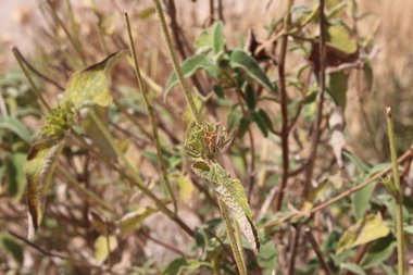 الزهرة و الأوراق، شهر حزيران. هذه الصورة مرخصة تحت المشاع الإبداعي نسب المصنف - غير تجاري 4.0