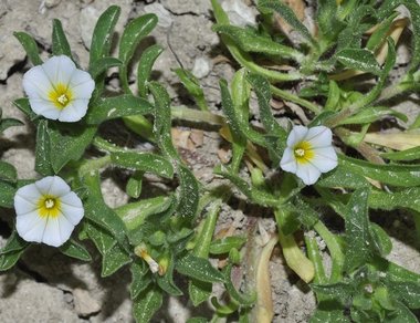 نسب المصنف - غير تجاري 4.0 دولي (CC BY-NC 4.0)- i naturalist.