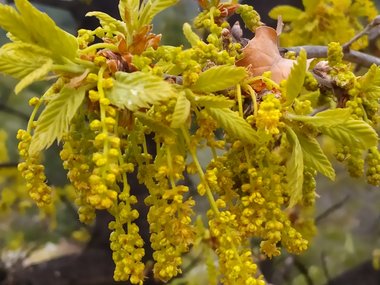 نسب المصنف - غير تجاري 4.0 دولي (CC BY-NC 4.0)- i naturalist.