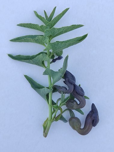 صورة عامة، شهر آذار. هذه الصورة مرخصة تحت المشاع الاٍبداعي نسب المصنف - غير تجاري 4.0