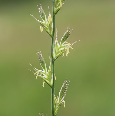 نسب المصنف - غير تجاري 4.0 دولي (CC BY-NC 4.0)- i naturalist.