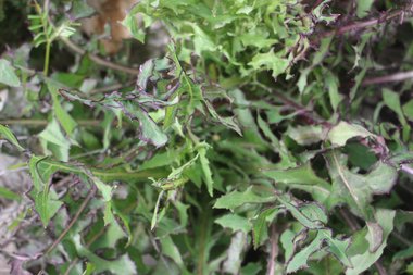 نظرة عامة، شهر آذار. هذه الصورة مرخصة تحت المشاع الاٍبداعي نسب المصنف - غير تجاري 4.0