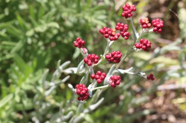 Flowers, April. This photo is available under the Creative Commons CC-BY-NC 4.0 License.