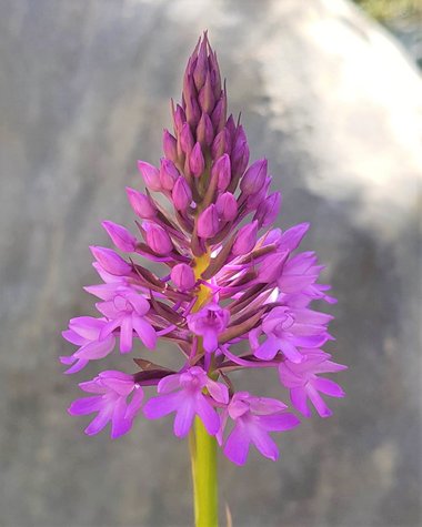 الزهرة، شهر نيسان. هذه الصورة مرخصة تحت المشاع الإبداعي نسب المصنف - غير تجاري 4.0