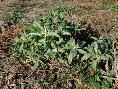 نسب المصنف - غير تجاري 4.0 دولي (CC BY-NC 4.0)- i naturalist.