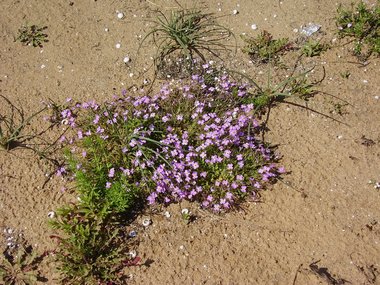ويكيداتا. مرخص بموجب رخصة المشاع الإبداعي نسبة المصنف إِلى مؤلفه - المشاركة بالمثل 3.0 العامة.