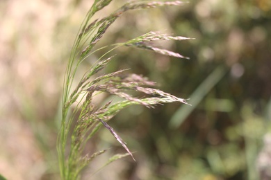 Spikes, May. This photo is available under the Creative Commons CC-BY-NC 4.0 License.