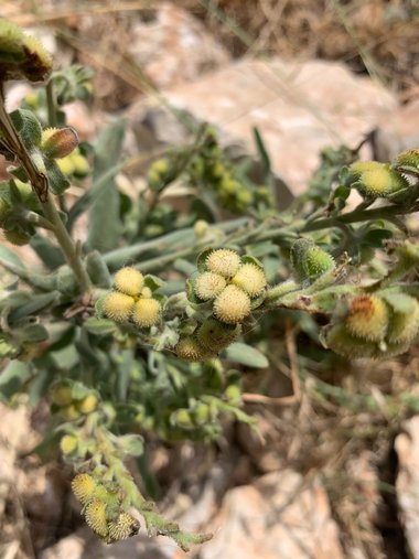 بذور، حزيران. هذه الصورة مرخصة تحت المشاع الاٍبداعي نسب المصنف - غير تجاري 4.0