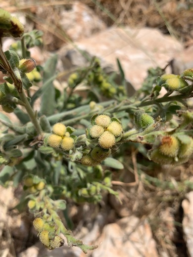 seeds, June. This photo is available under the Creative Commons CC-BY-NC 4.0 License.