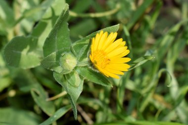 نسب المصنف - غير تجاري 4.0 دولي (CC BY-NC 4.0)- i naturalist.