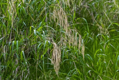 Via inaturalist. Licensed under Attribution-NonCommercial 4.0.International.