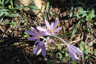 Flowers, November. This photo is available under the Creative Commons CC-BY-NC 4.0 License.