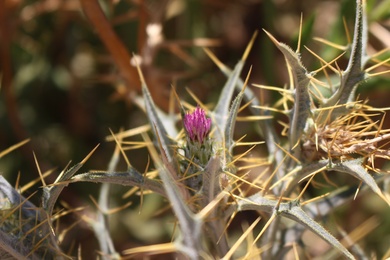 Flowers & Leaves, July. This photo is available under the Creative Commons CC-BY-NC 4.0 License.