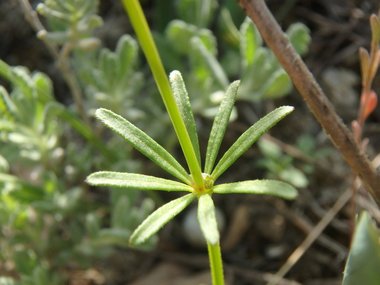 نسب المصنف - غير تجاري 4.0 دولي (CC BY-NC 4.0)- i naturalist.