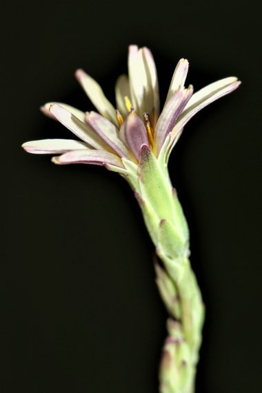 نسب المصنف - غير تجاري 4.0 دولي (CC BY-NC 4.0)- i naturalist.