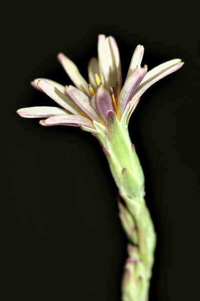 Via inaturalist. Licensed under Attribution-NonCommercial 4.0.International.