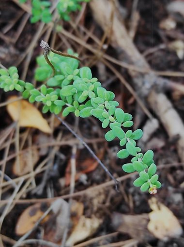 نسب المصنف - غير تجاري 4.0 دولي (CC BY-NC 4.0)- i naturalist.