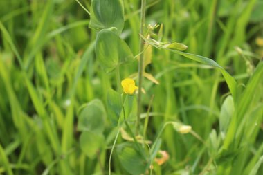 الزهرة و الأوراق، شهر آذار. هذه الصورة مرخصة تحت المشاع الإبداعي نسب المصنف - غير تجاري 4.0 .