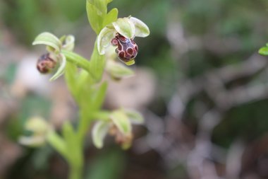 الأزهار، شهر آذار. هذه الصورة مرخصة تحت المشاع الاٍبداعي نسب المصنف - غير تجاري 4.0