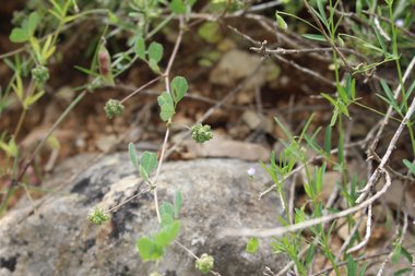 القرون والأوراق، شهر نيسان. هذه الصورة مرخصة تحت المشاع الاٍبداعي نسب المصنف - غير تجاري 4.0