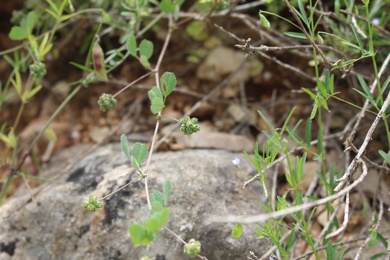 Seed Pods & Leaves, April. This photo is available under the Creative Commons CC-BY-NC 4.0.