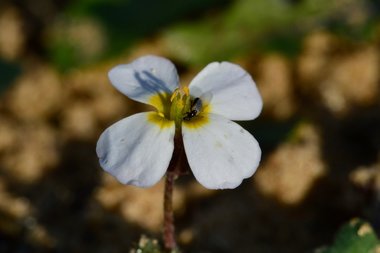 نسب المصنف - غير تجاري 4.0 دولي (CC BY-NC 4.0)- i naturalist.