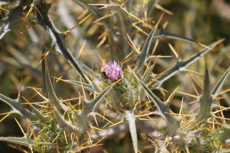 Flowers & Leaves, July. This photo is available under the Creative Commons CC-BY-NC 4.0 License.