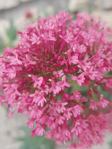 Flowers, May. This photo is available under the Creative Commons CC-BY-NC 4.0 License.