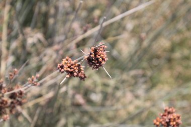 نسب المصنف - غير تجاري 4.0 دولي (CC BY-NC 4.0)- i naturalist.