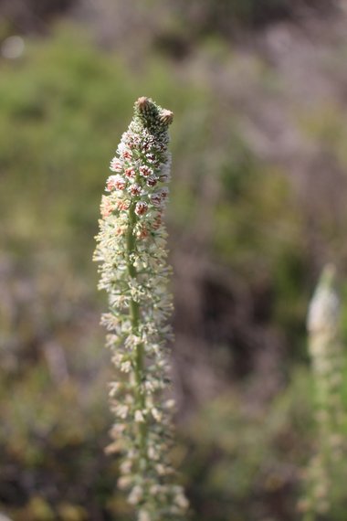 الأزهار، شهر آذار. هذه الصورة مرخصة تحت المشاع الاٍبداعي نسب المصنف - غير تجاري 4.0