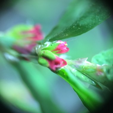 نسب المصنف - غير تجاري 4.0 دولي (CC BY-NC 4.0)- i naturalist.