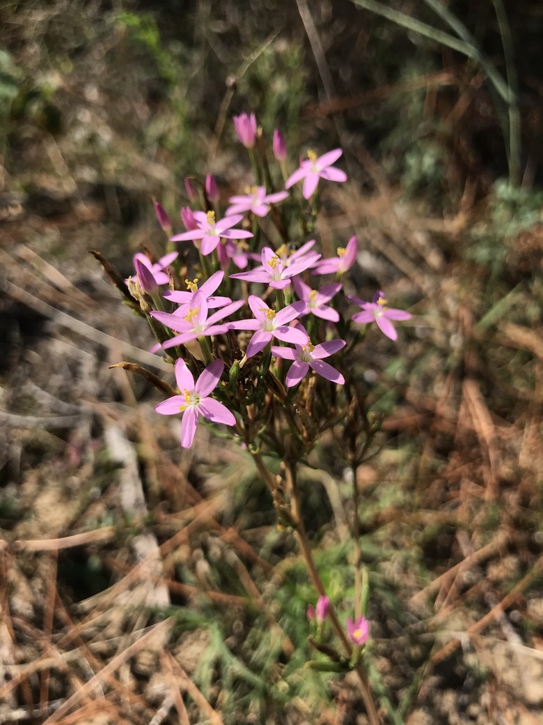 نسب المصنف - غير تجاري 4.0 دولي (CC BY-NC 4.0)- i naturalist.