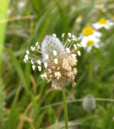 Via inaturalist. Licensed under Attribution-NonCommercial 4.0.International.