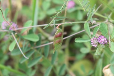 القرن، شهر نيسان. هذه الصورة مرخصة تحت المشاع الاٍبداعي نسب المصنف - غير تجاري 4.0