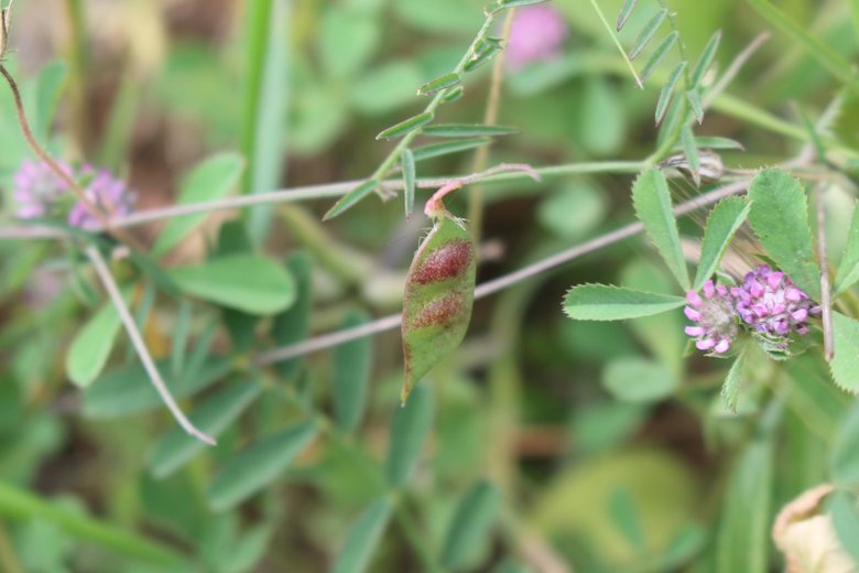 القرن، شهر نيسان. هذه الصورة مرخصة تحت المشاع الاٍبداعي نسب المصنف - غير تجاري 4.0