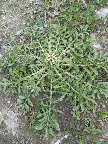 نسب المصنف - غير تجاري 4.0 دولي (CC BY-NC 4.0)- i naturalist.