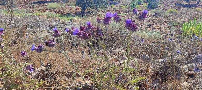 Flowers, July. This photo is available under the Creative Commons CC-BY-NC 4.0 License.