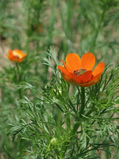 Via inaturalist. Licensed under Attribution-NonCommercial 4.0.International.