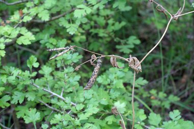 نسب المصنف - غير تجاري 4.0 دولي (CC BY-NC 4.0)- i naturalist.