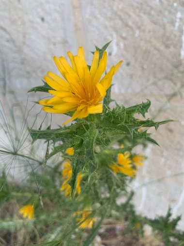 flower, june. This photo is available under the Creative Commons CC-BY-NC 4.0 License.