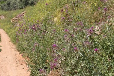 Flowers, April. This photo is available under the Creative Commons CC-BY-NC 4.0 License.